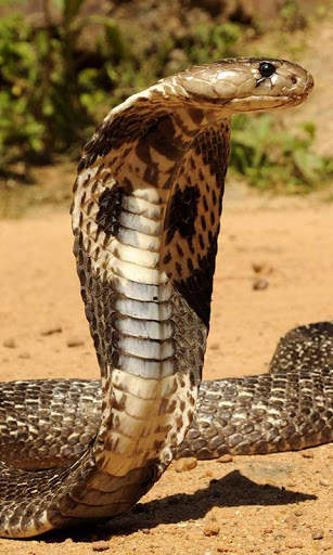 Cobra Wallpaper screenshot 7