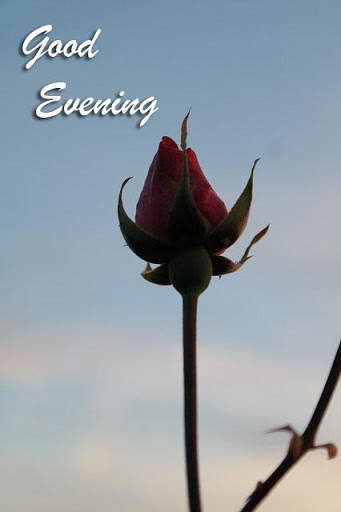 Good Evening Images 6 تصوير الشاشة
