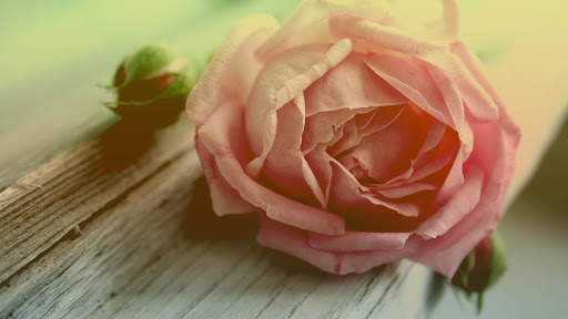 Rose Wallpaper HD & 4k Backgrounds screenshot 15