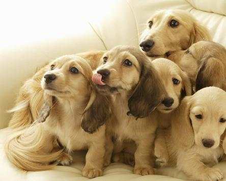 Dog Cute Photo Jigsaw Puzzle Game Free screenshot 5