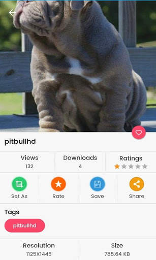 Pitbull HD Wallpaper 2020 screenshot 3