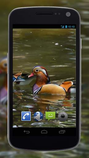 4K Colorful Ducks Video Live Wallpaper screenshot 1