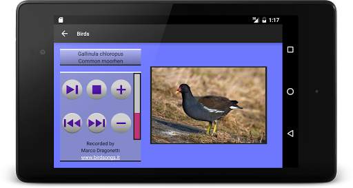 104 Birds Quiz screenshot 11