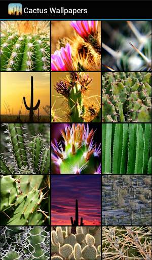🌵 Cactus Wallpapers screenshot 1