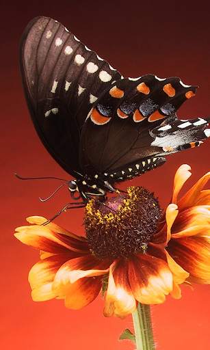 Butterfly Live Wallpaper (backgrounds) screenshot 2