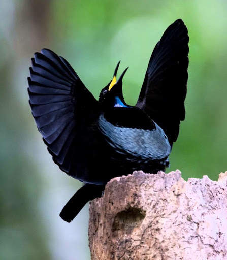Paradise birds of Papua wallpaper screenshot 2