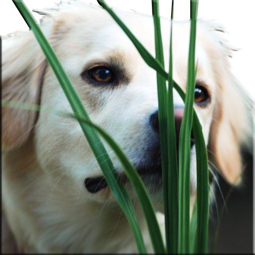Dog Wallpaper icon