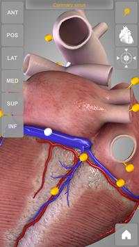 Heart 3D Anatomy Lite screenshot 10