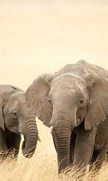 Wild Animals Wallpapers screenshot 1