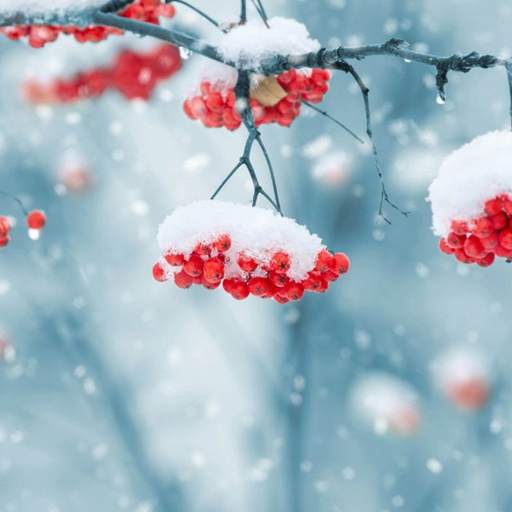 Beautiful Winter Live Wallpaper 1.0.6