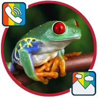 Frog - RINGTONES and WALLPAPERS