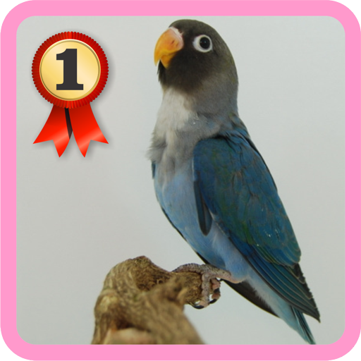 Lovebird icon