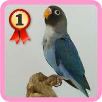 Lovebird on 9Apps