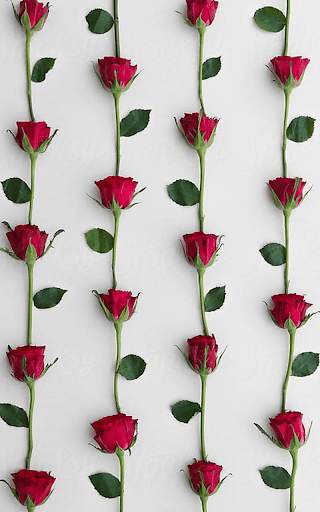 Red Rose Live Wallpaper screenshot 4