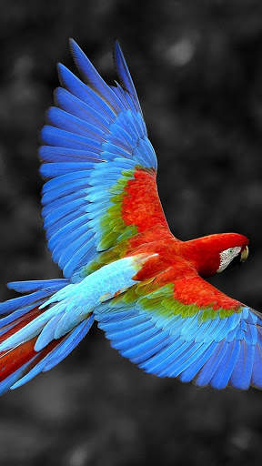 Bird Wallpaper 4K screenshot 2