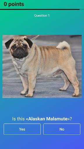 Dog Quiz: Guess the Breed — Game, Pictures, Test screenshot 7
