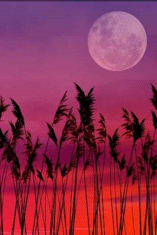 Reeds Free Live Wallpaper screenshot 6