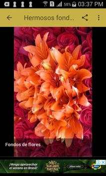 Fondos de flores screenshot 8
