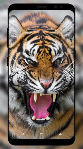 Tiger Wallpaper HD screenshot 3