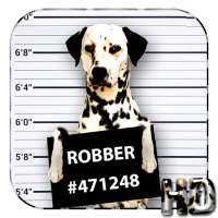 Cool Dog APUS Live Wallpaper icon