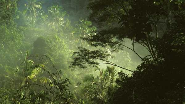 Jungle Live Wallpaper : 7fon & LWP screenshot 10