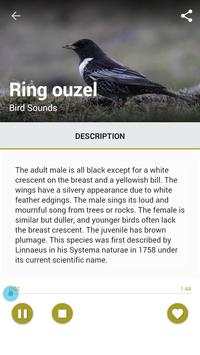 Birds Sound : Morocco screenshot 6