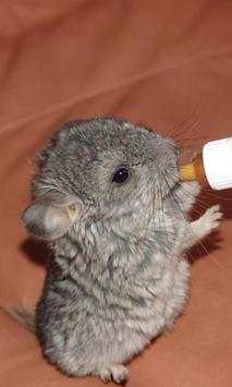 Chinchilla Wallpapers screenshot 3