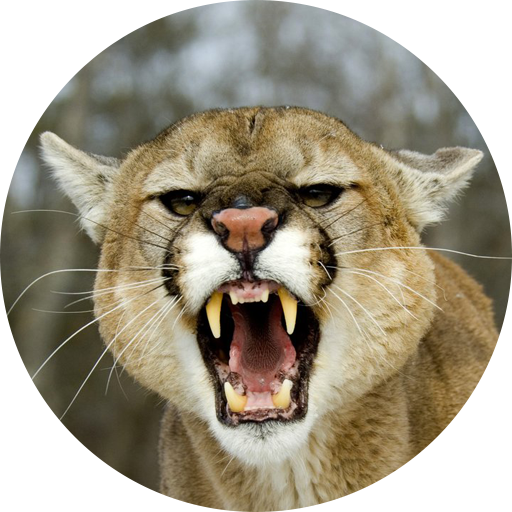 Cougar &amp; Mountain Lion Sounds icon