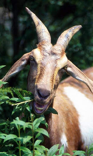 Goat Wallpaper screenshot 2