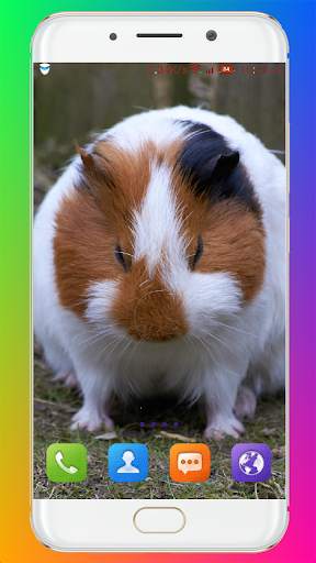 Guinea Pig Wallpaper screenshot 14