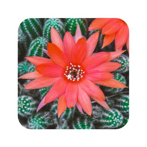 Cactus Flowers Wallpaper 1.11
