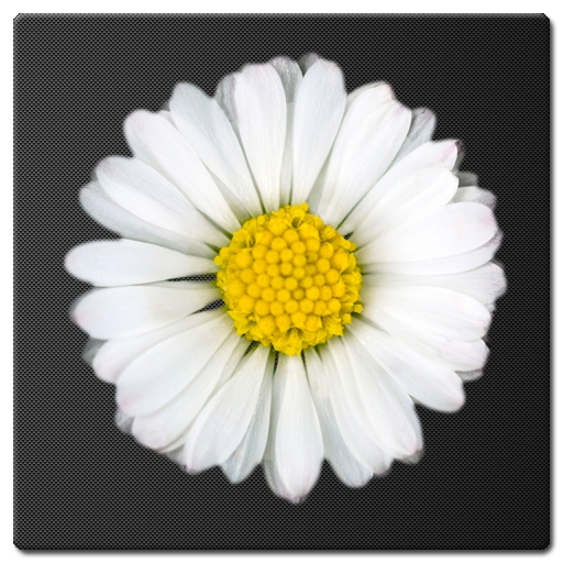 Daisy Battery Widget Lite icon