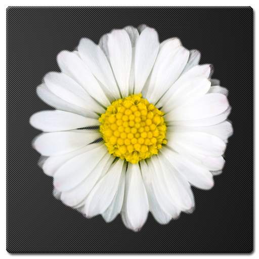 Daisy Battery Widget Lite 1.0