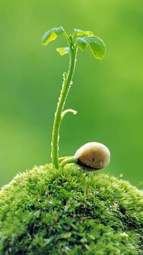 Tree Wallpaper screenshot 7