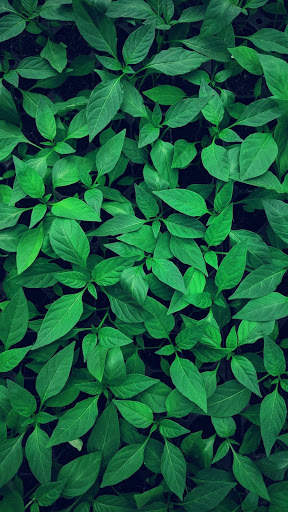 Leaf Full HD Wallpaper screenshot 13