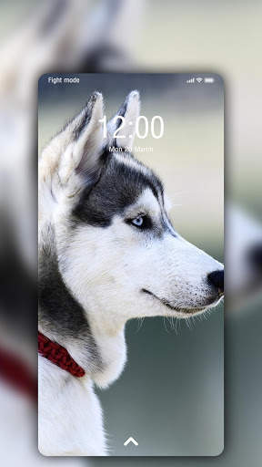 Husky Wallpaper screenshot 9