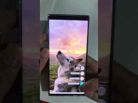 Husky Wallpaper screenshot 1