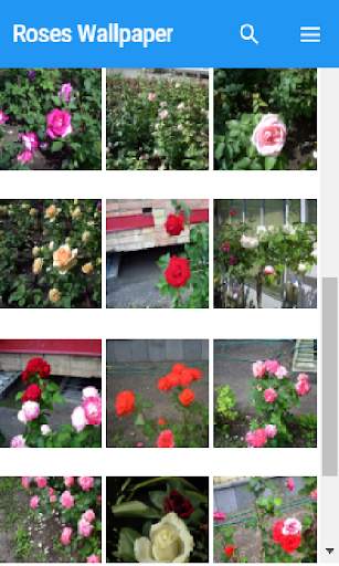 Roses Wallpaper screenshot 2