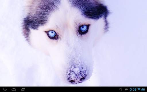 Husky live wallpaper screenshot 8
