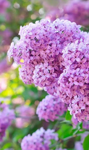 HD Lilac Flower Live Wallpaper screenshot 10