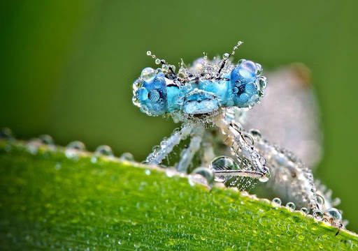 Dragonfly HD Wallpaper screenshot 7