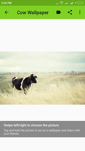 Cow Wallpaper screenshot 9