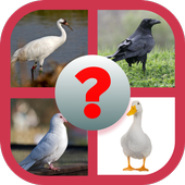 See The Bird - Guess The Name icon