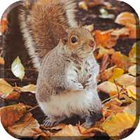 Autumn Live Wallpaper (backgrounds & themes)