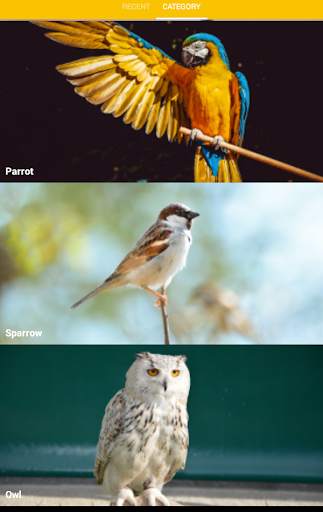 Cool Bird Wallpaper screenshot 1