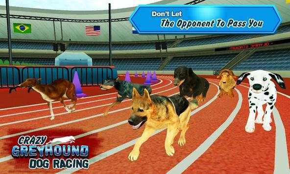 Crazy Greyhound Dog Racing screenshot 4