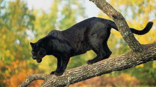 Panther Wallpapers: backgrounds hd screenshot 21