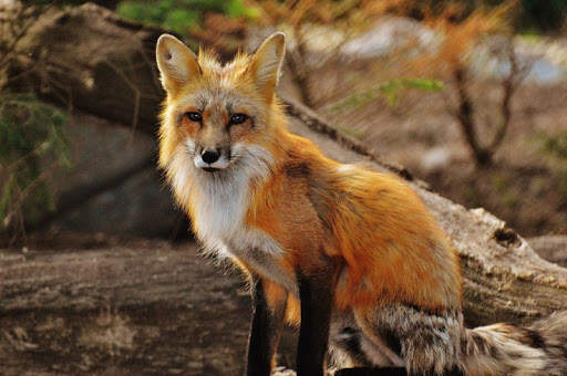 Wild animals wallpapers screenshot 1