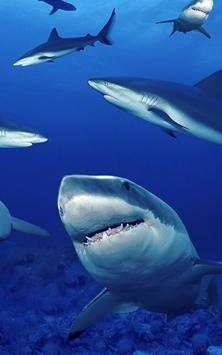 Hungry Shark screenshot 3