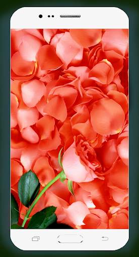 Rose Flower Wallpaper screenshot 2